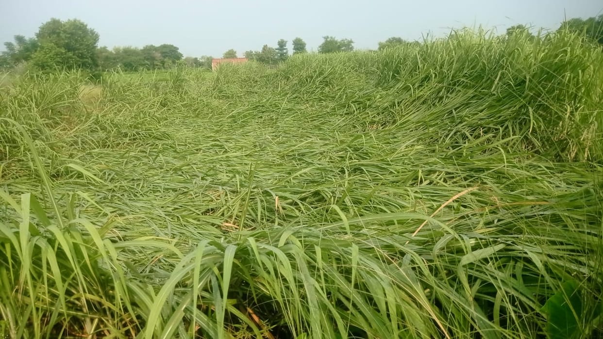 Rain causes sugarcane crop to lodge; farmers' concerns mount.
