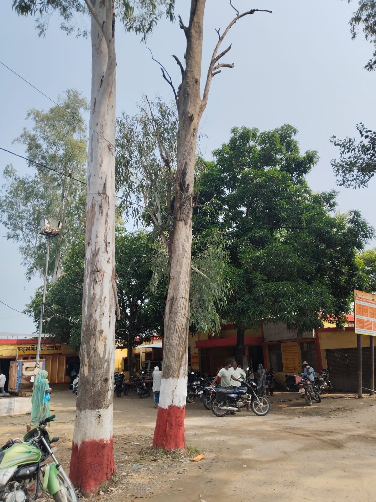 Dried eucalyptus trees pose a danger; risk of accidents