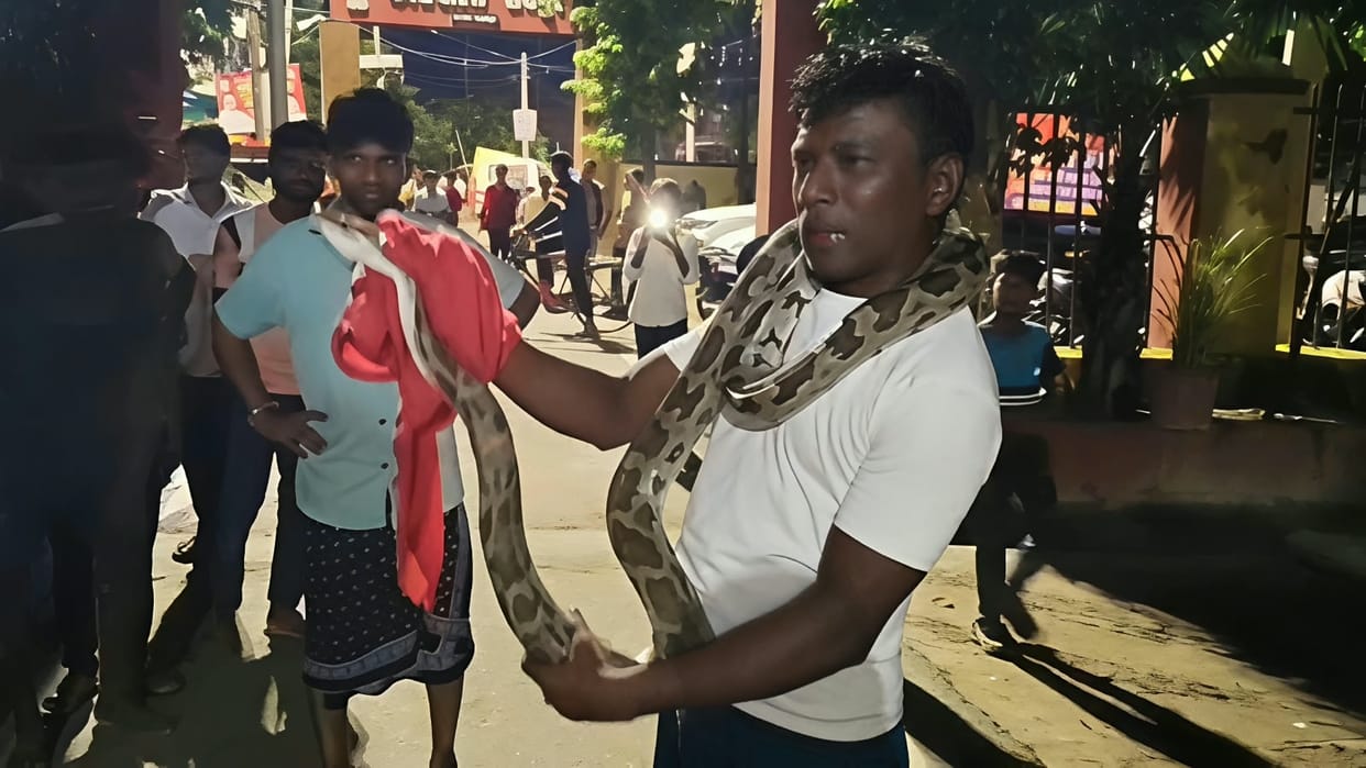 Arrived at the police station with an eight-foot-long python.