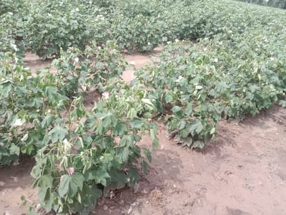 बारिश की कमी व गर्मी से मुरझाई नरमा की फसल। स्रोत किसान