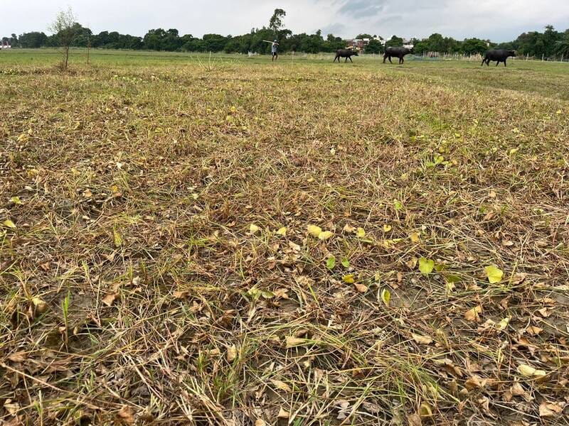 The Saryu River is now swallowing the land where pointed gourd crops were destroyed by floodwaters.