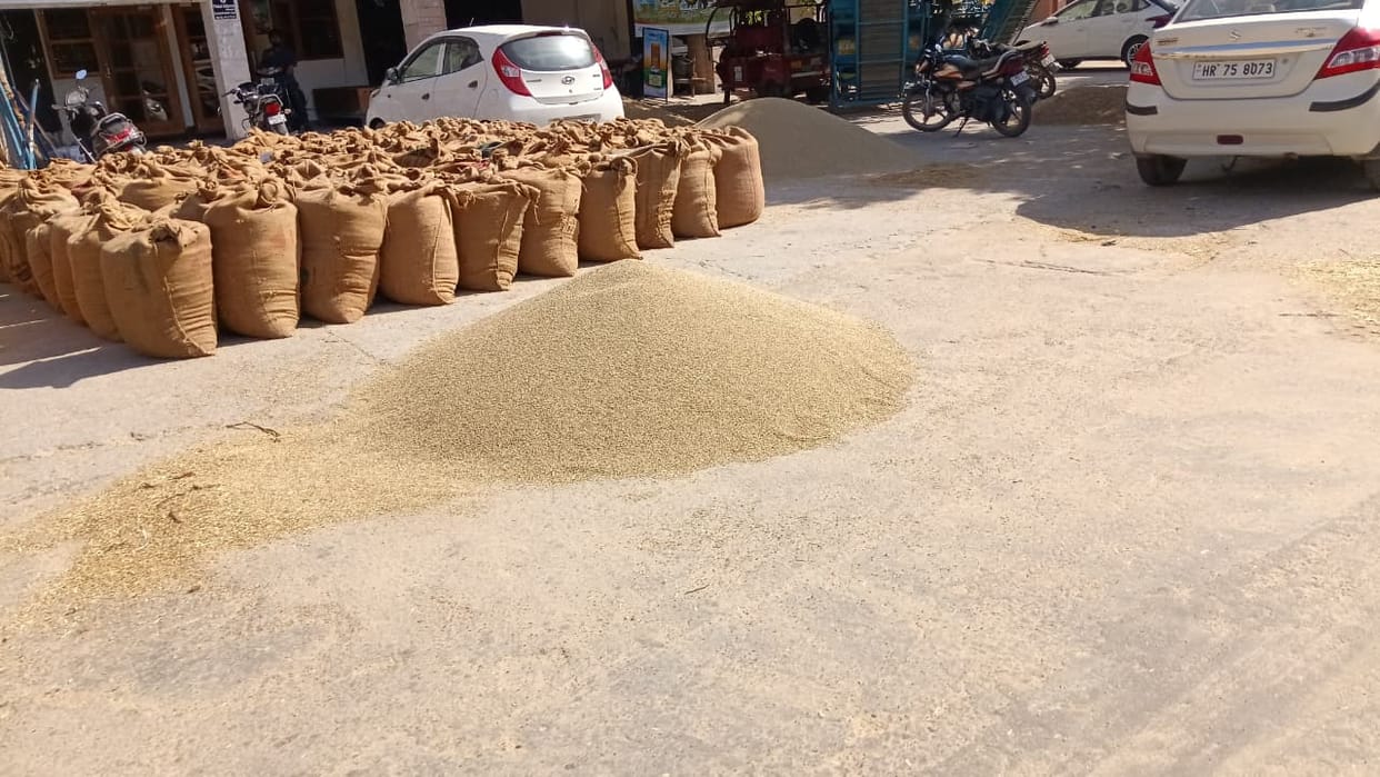 Pearl millet arrivals have begun