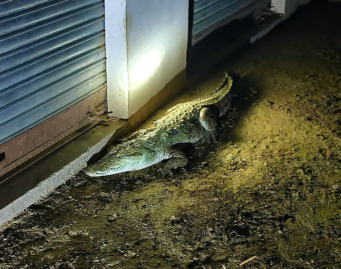 Crocodile travels from Chambal to reach ration shop dealer's shop