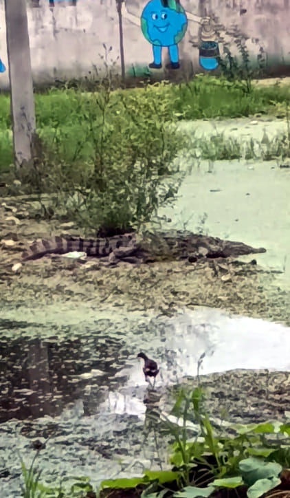 Crocodile in the pond next to the school; fear of attacks on students looms.