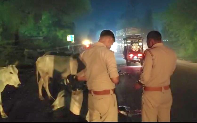 District Magistrate's order ineffective; stray cattle roaming the streets.