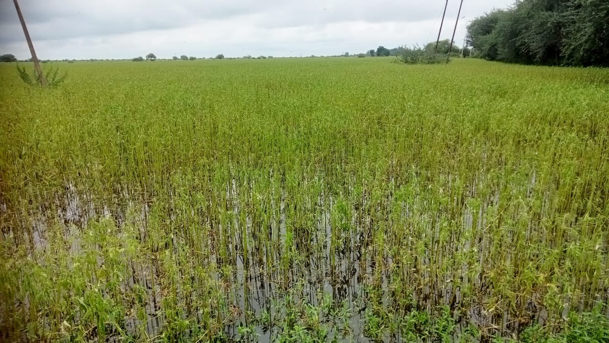 Pulse and oilseed crops destroyed across 1.25 lakh hectares.