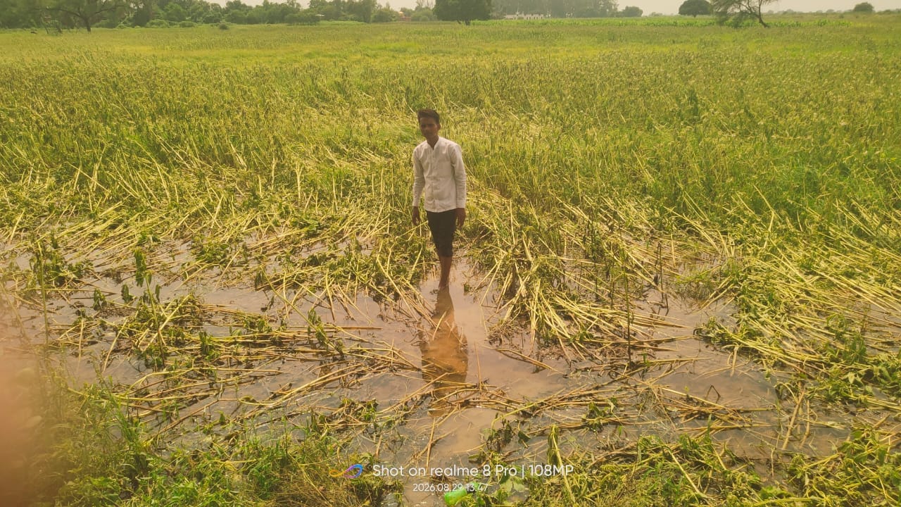 फोटो-15-आटा क्षेत्र में बर्बाद हुई तिलहन की फसल को दिखाता किसान। संवाद