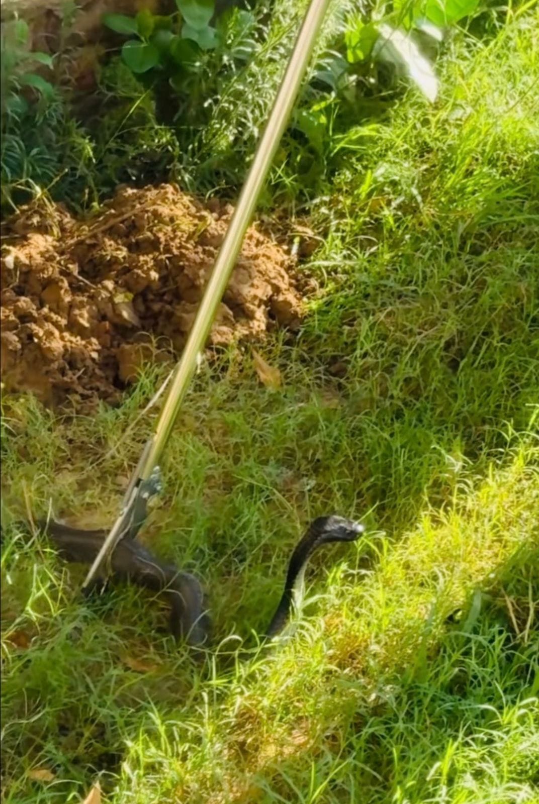 cobra found hidden in fodder