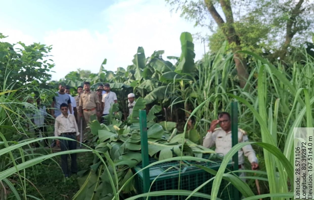 The tiger that killed the farmer remains out of the Forest Department's reach.