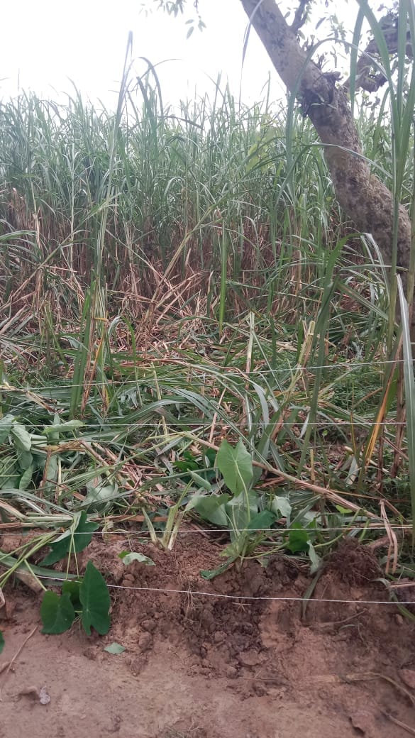 The next day, elephants destroyed the watchtower and ruined the crops in the farmer's field.