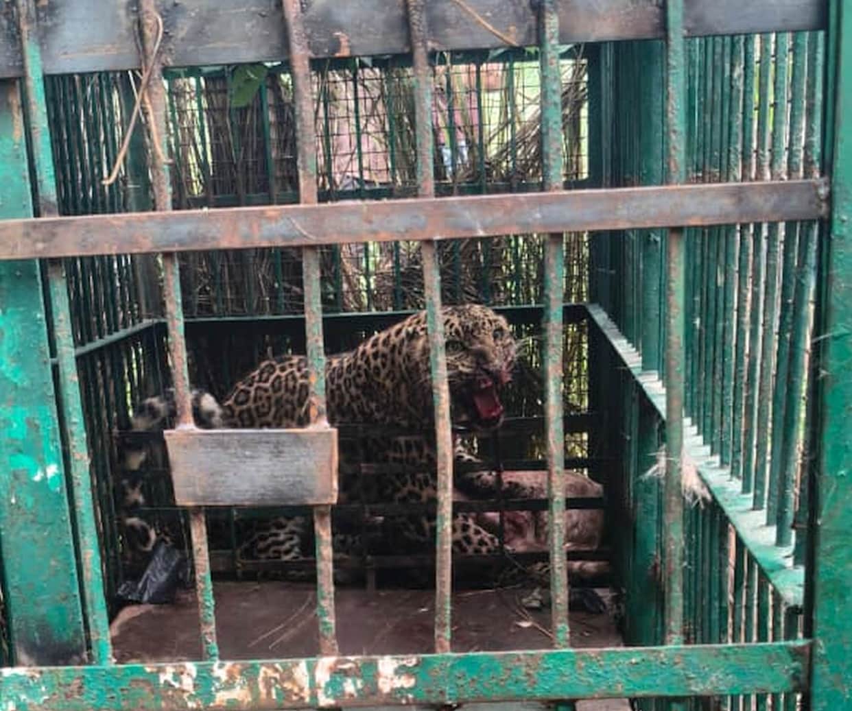 10-year-old female leopard trapped in a cage.