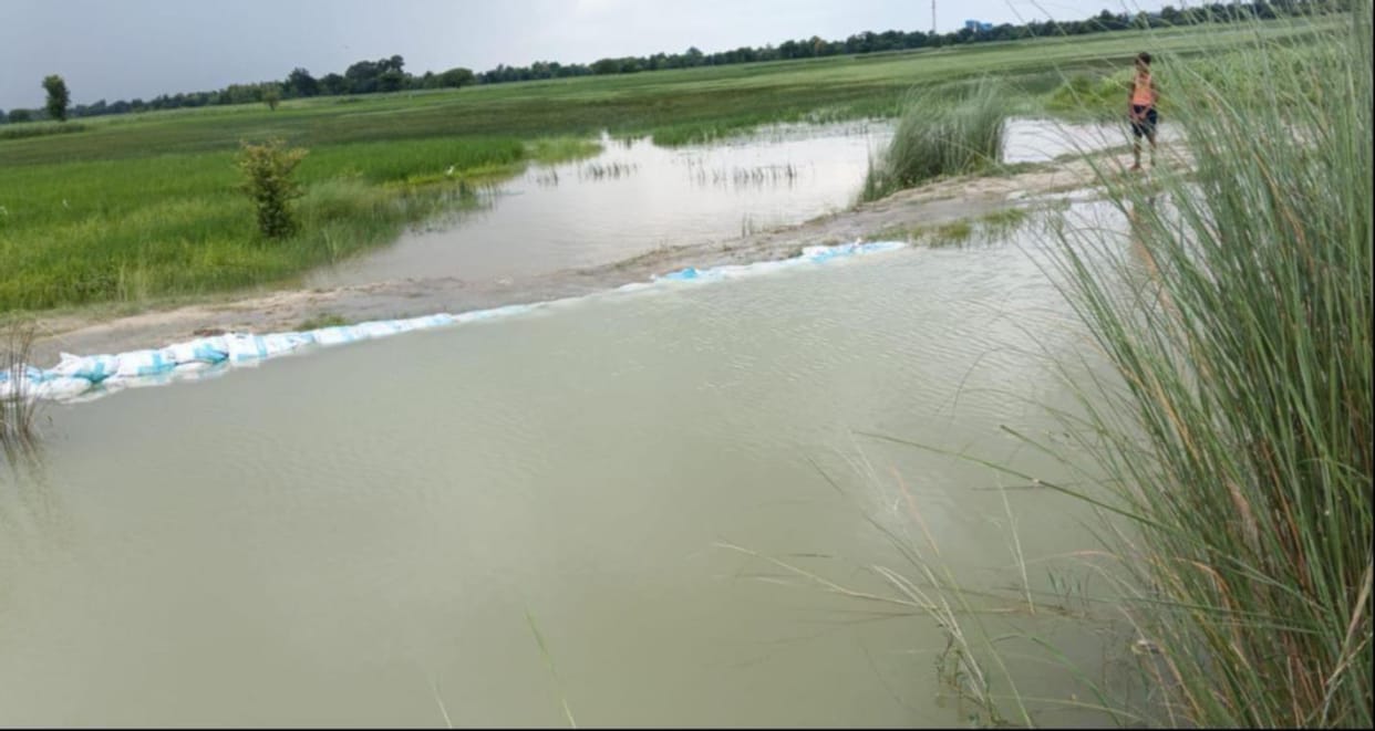Canal siphon overflows; 30 acres of crops submerged