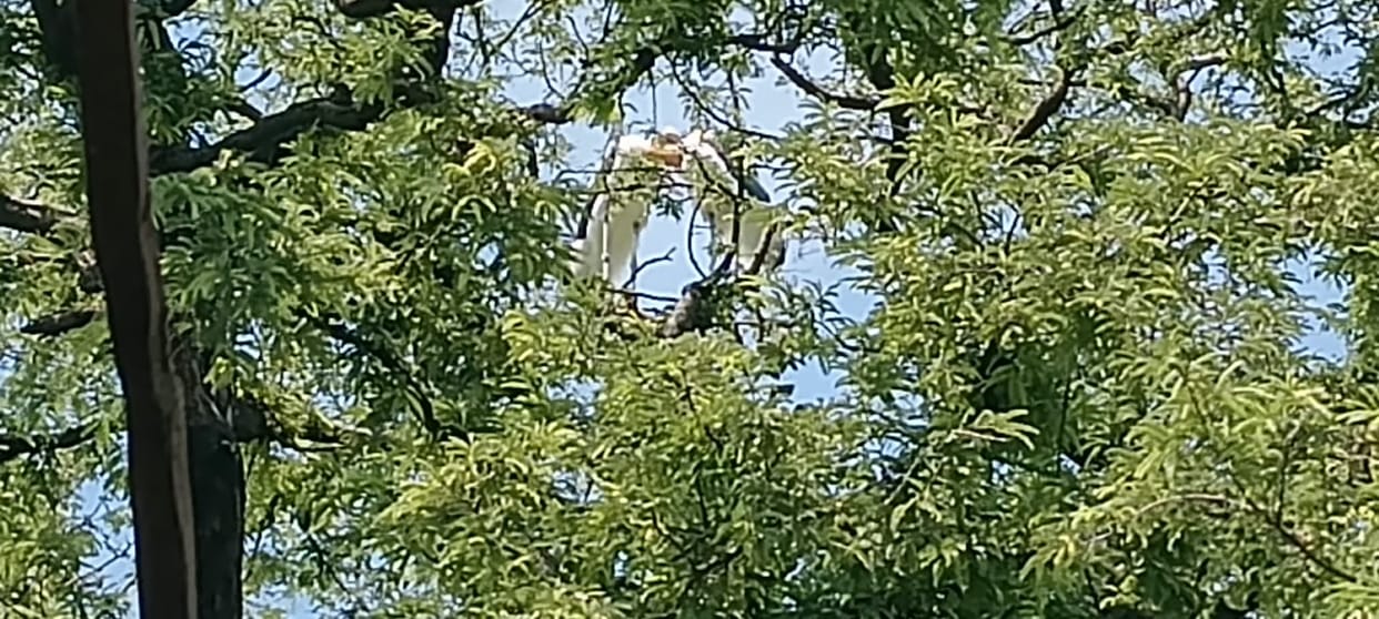 Rare Hadil bird spotted in Obari village; Forest Department steps up monitoring.