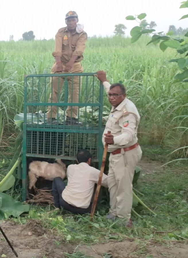 वन रेंज संपूर्णानगर के शांतिनगर में पिजड़ा लगाते वन कर्मी। स्रोत: वन विभाग