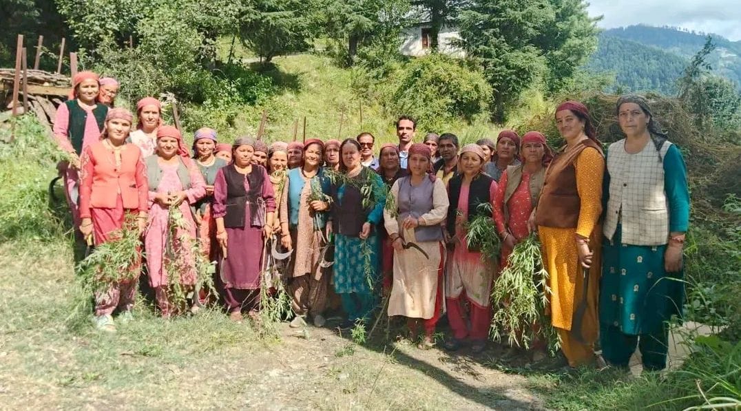 बाहली पंचायत में प्राकृतिक रूप से उगी भांग के पौधों को नष्ट करती महिलाएं। स्रोत : जागरूक पाठक