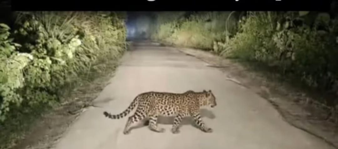 Leopard spotted on Churra Sakatpur-Shyampur road; car occupants left terrified.