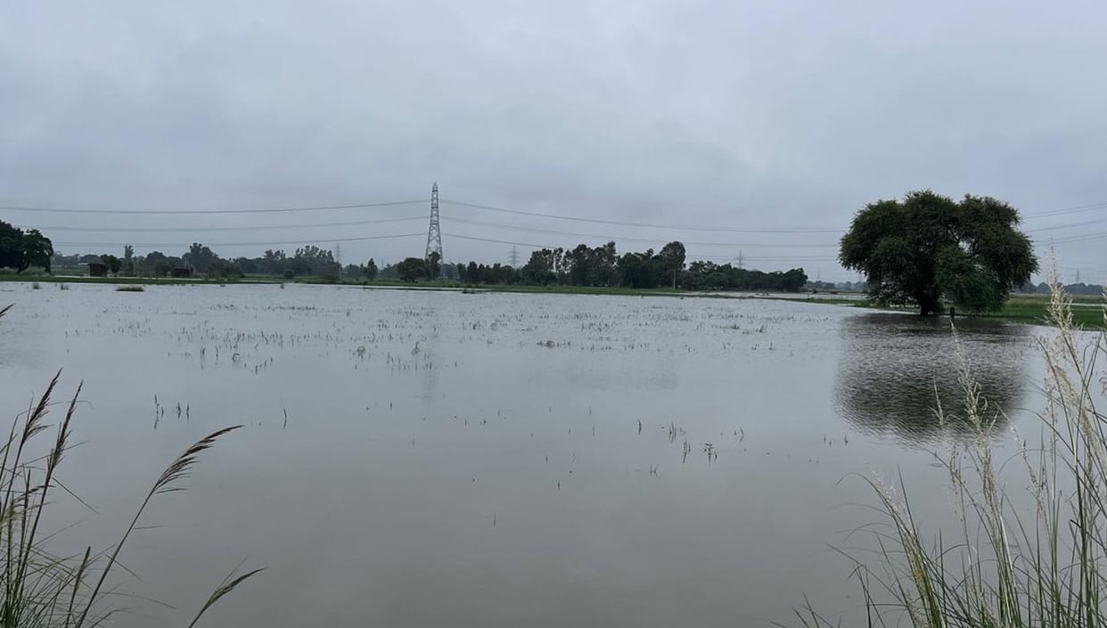 Rain and drain water: A curse for farmers