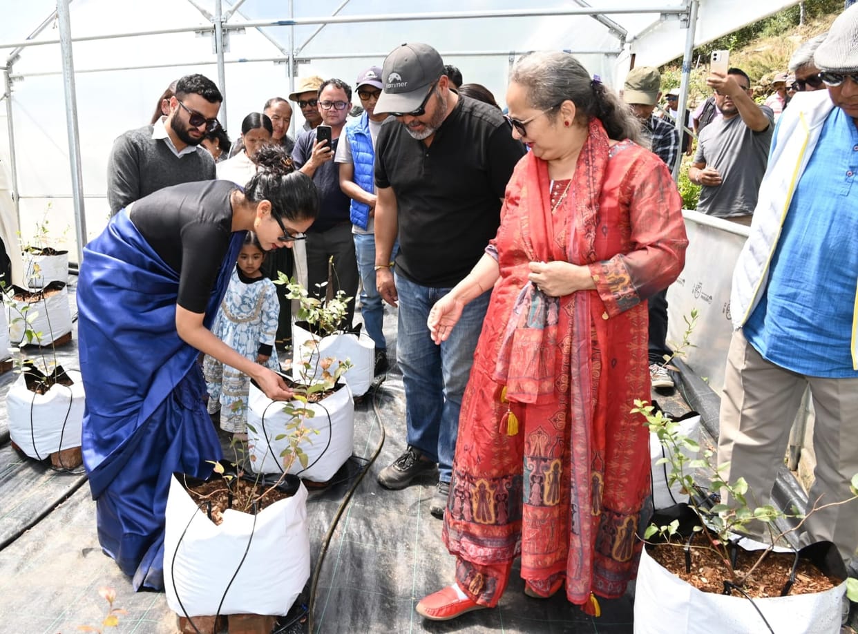 A blueberry crop will be raised from 500 plants in Gondhla.