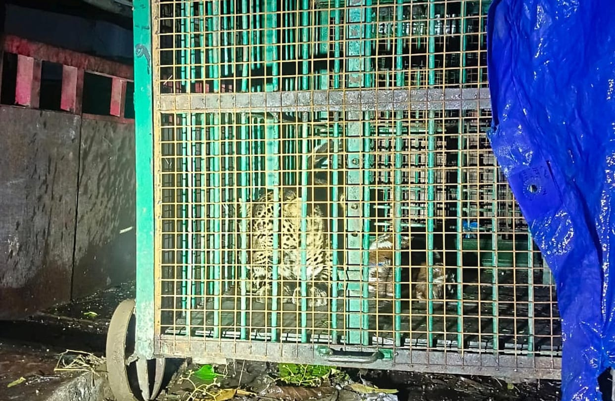 Leopard trapped in a cage in Sujauli Bazar Tola.