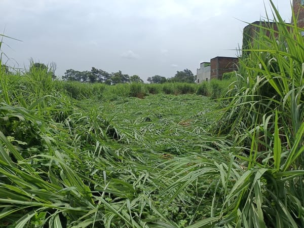 Sugarcane crop fell due to rain with strong winds