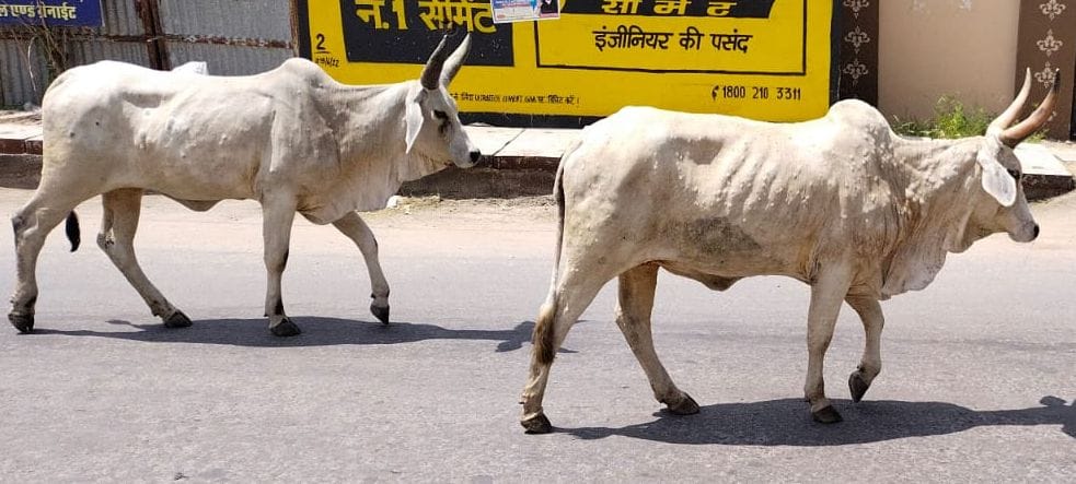 लंपी के संभावित संक्रमित पशु।
