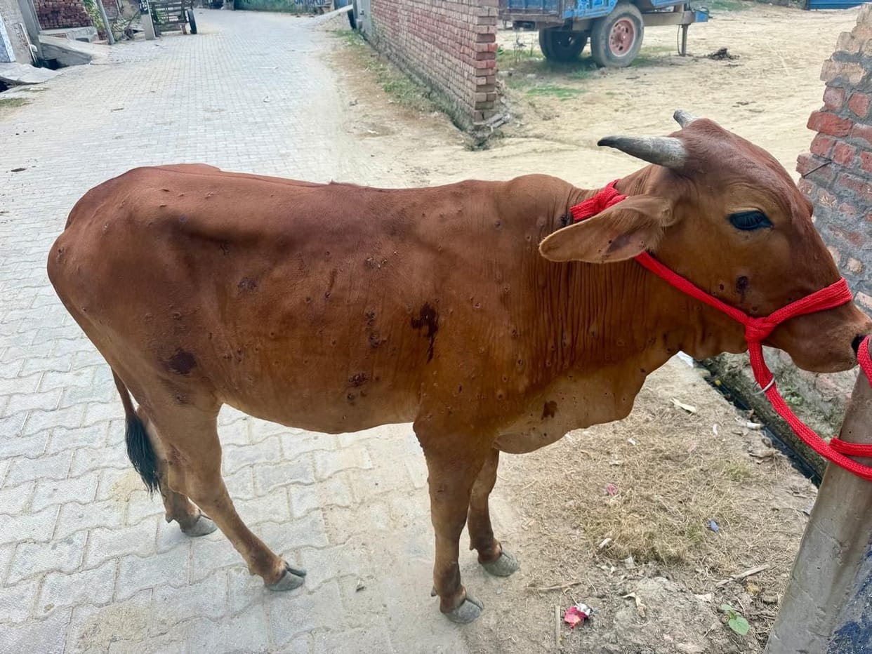 Lumps and high fever in animals raise concerns, fear of lumps