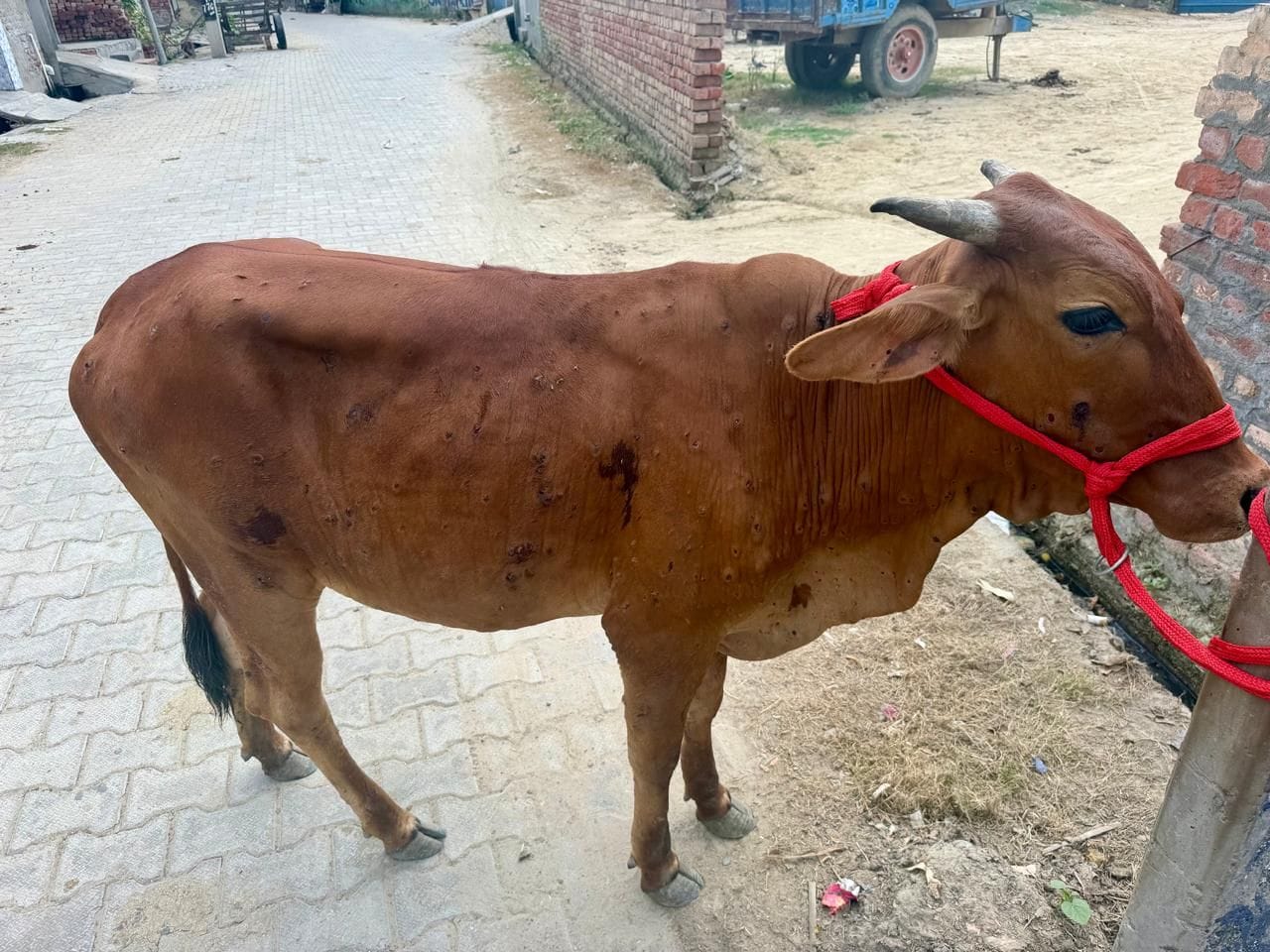 02जेएनडी03: सिवानामाल गांव में लंबी से ग्रस्त गोवंश।  संवाद