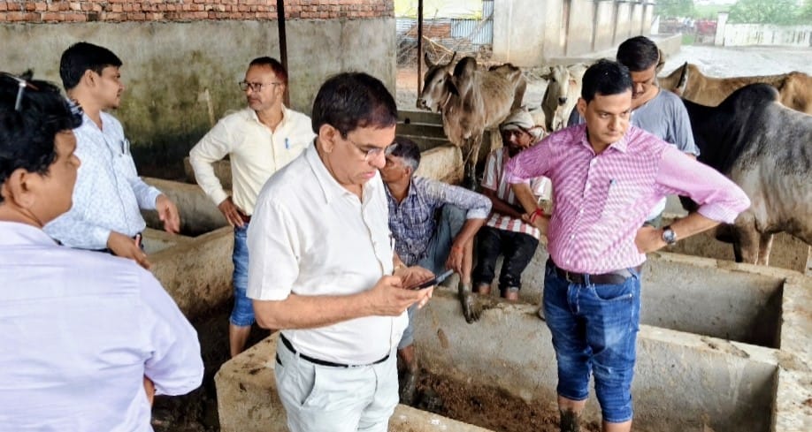 Six cattle remained dead for two days, no one took any notice.