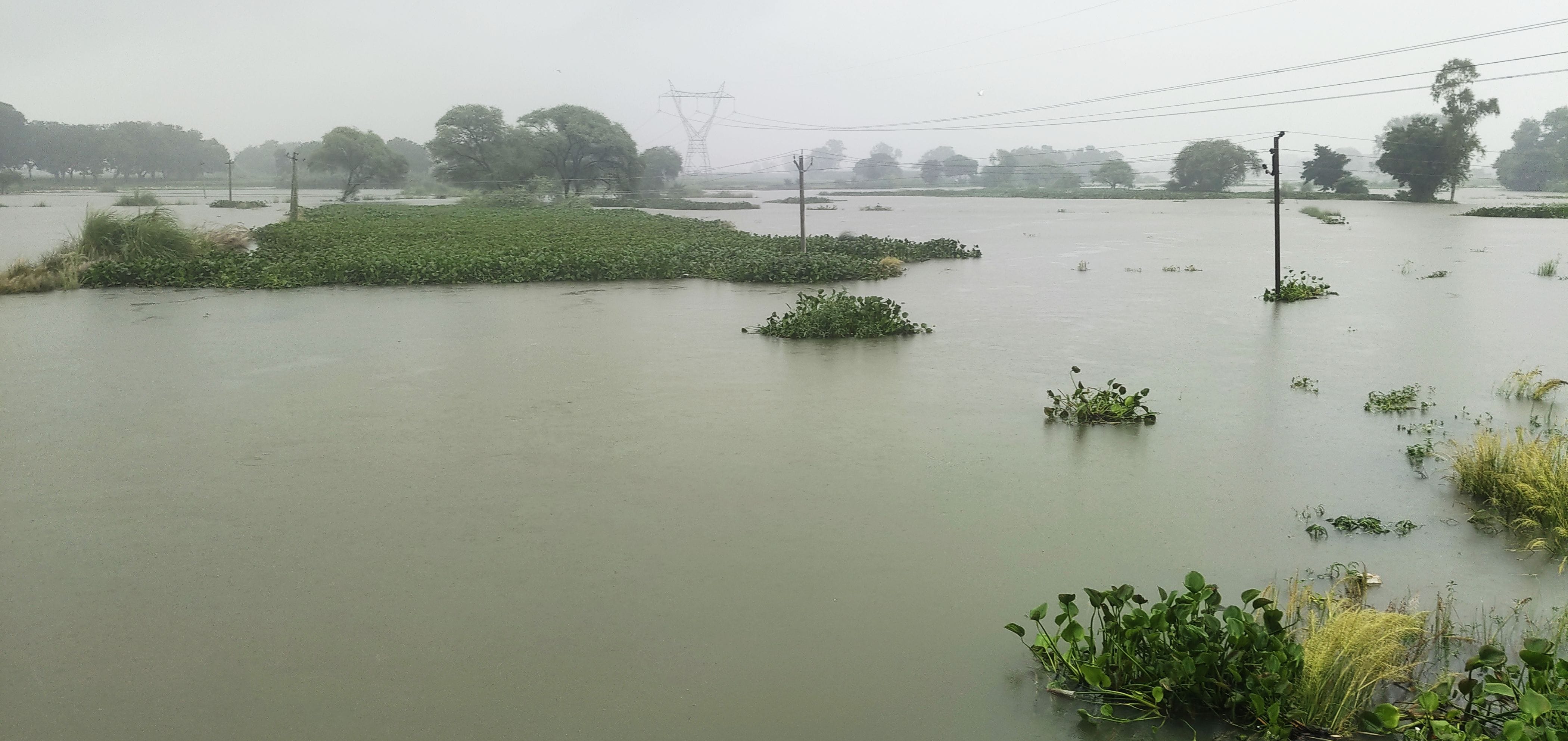 फोटो-16-असोथर क्षेत्र में नदी का जल स्तर बढ़ने से खेतों में भरा पानी। संवाद ऋ
