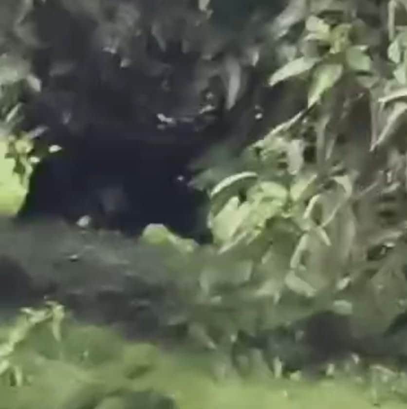 Now, after the leopard, a bear has arrived in the village, causing panic among the residents.