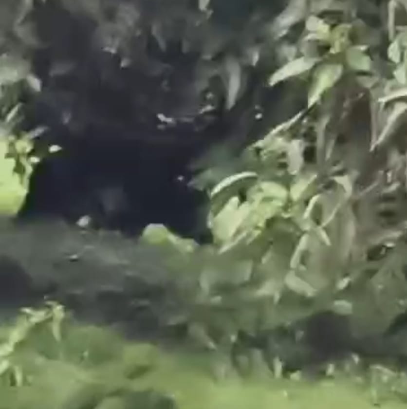 Now, after the leopard, a bear has arrived in the village, causing panic among the residents.