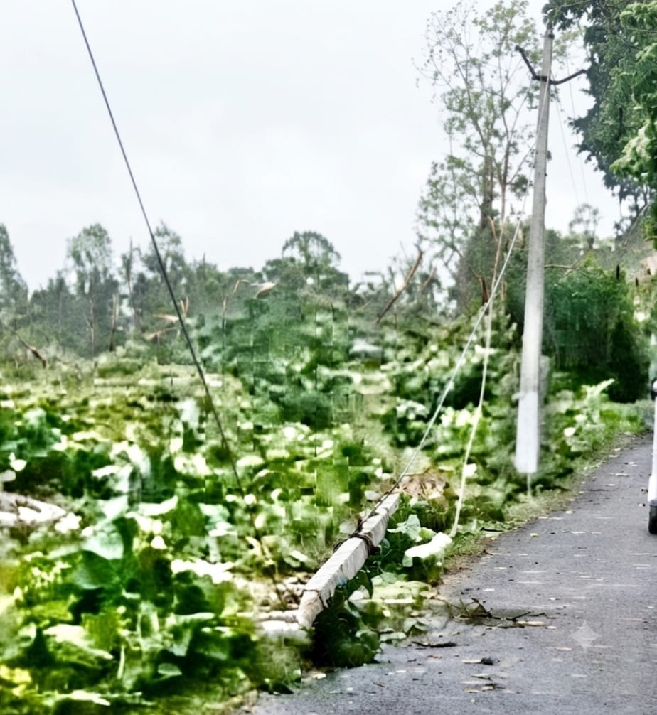Power line snapped due to falling tree; supply disrupted for 19 hours.