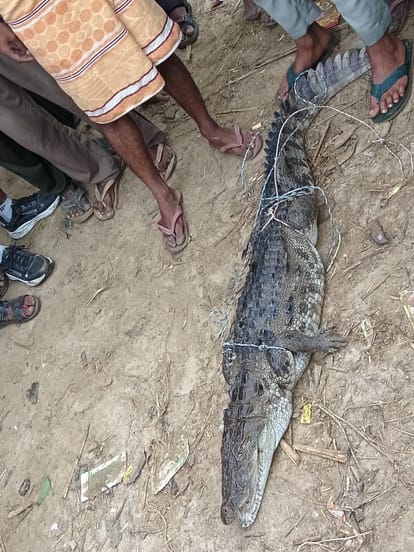 गांव रुस्तम नगर में वन विभाग की टीम के द्वारा पकड़ा गया मगरमच्छ। स्रोत ग्रामीण