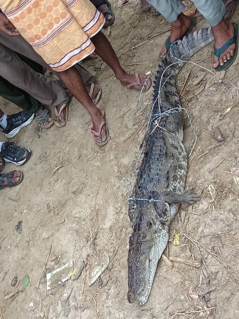Panic spreads in Rustam Nagar after a crocodile is spotted near the inhabited area.