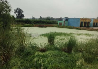 गांव शामपुर के स्कूल परिसर में जमा गंदा पानी और उगी झाड़ियां। संवाद