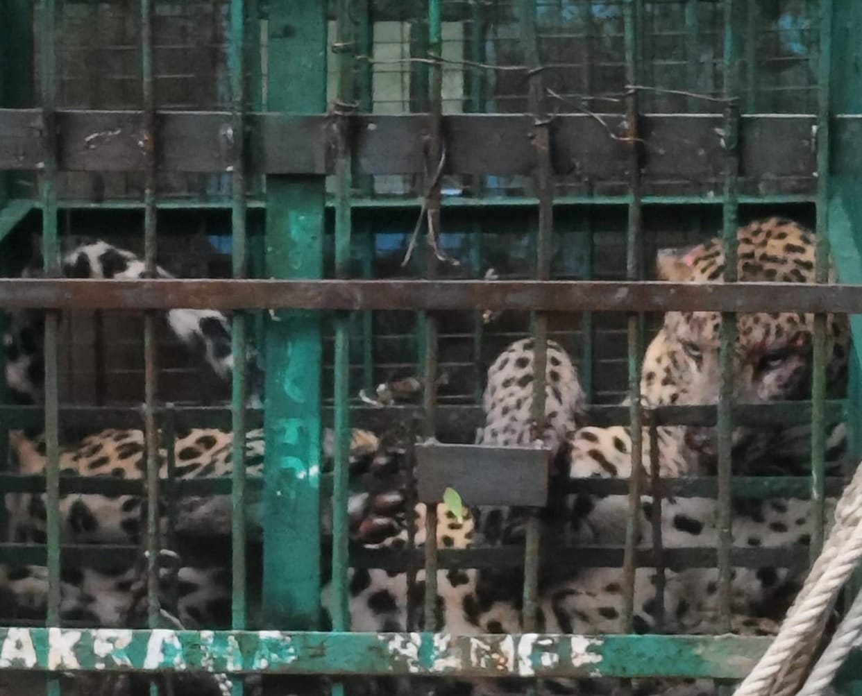 Leopard captured within 24 hours of killing a farmer.