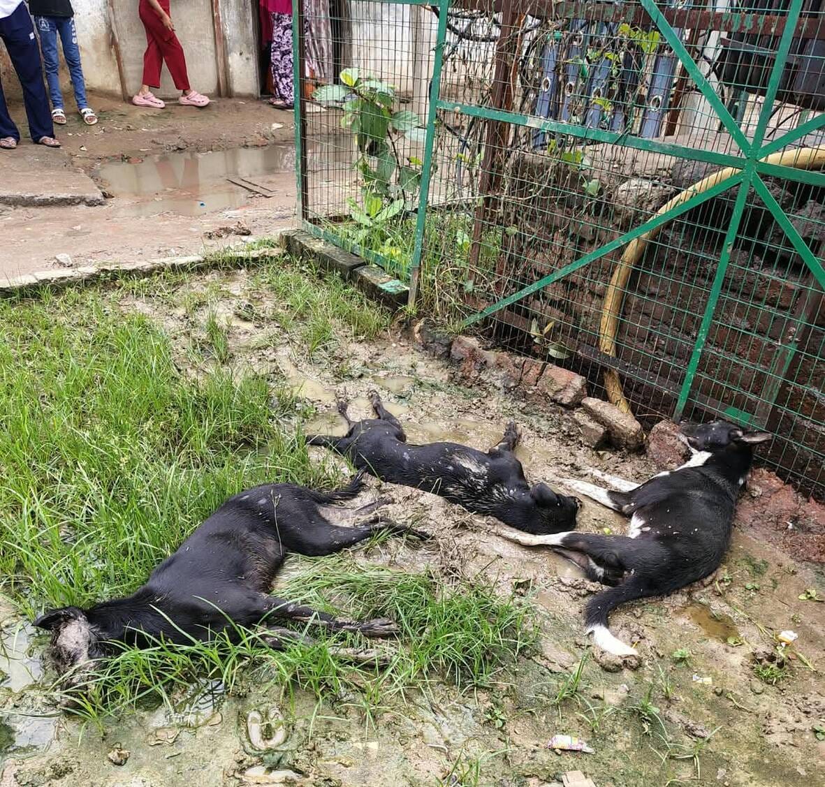 Rain causes power outage... three dogs die of electrocution.