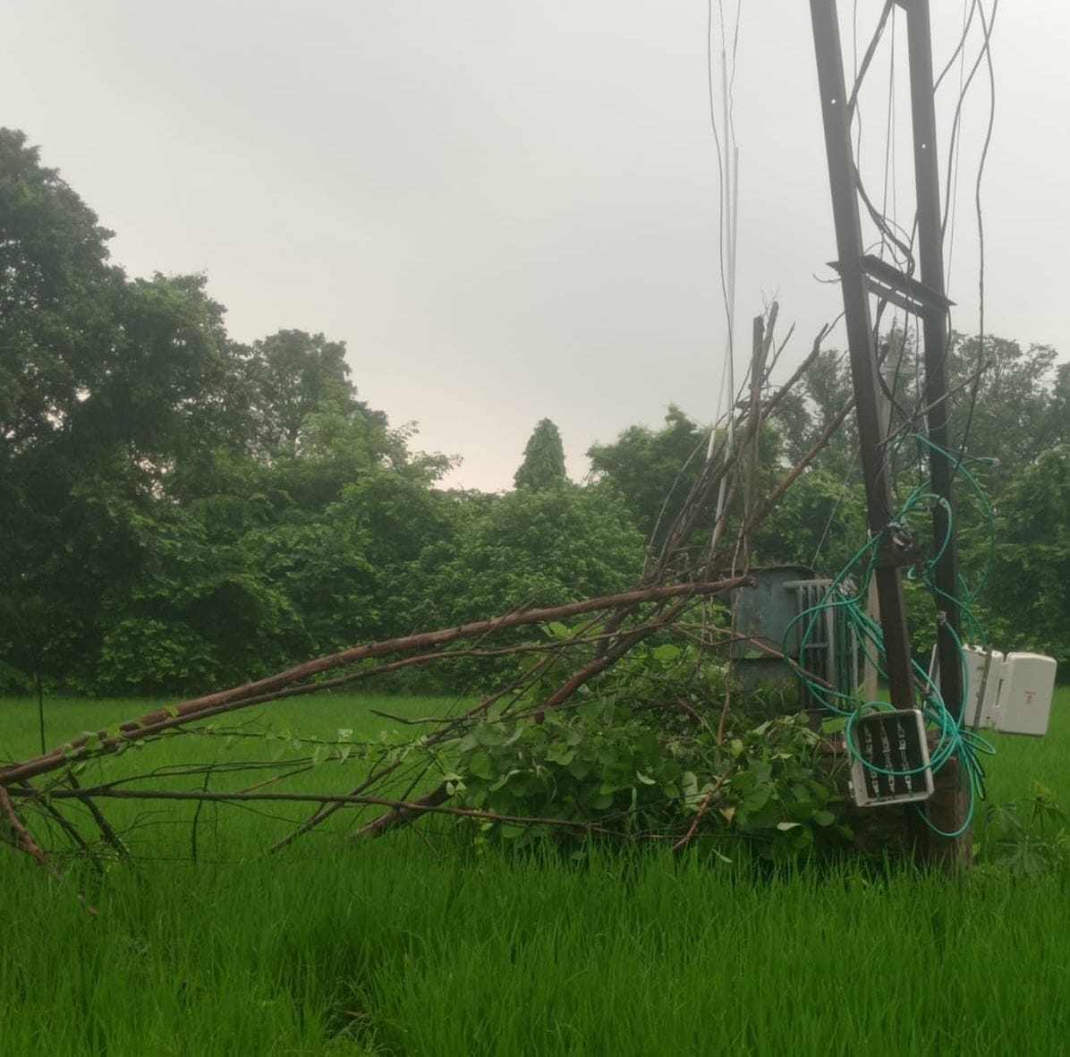 नवाबगंज के खरगूपुर गांव में ट्रांसफार्मर पर गिरा सूखा पेड़। 