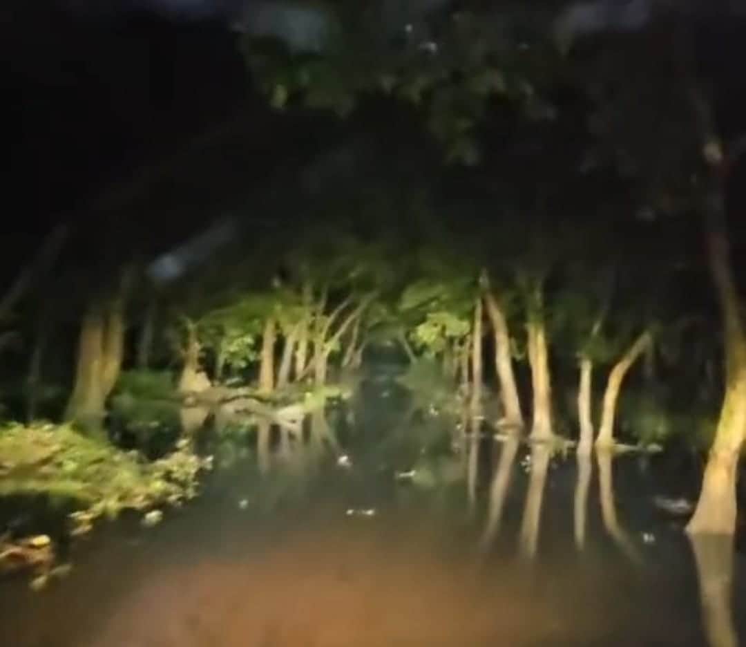 Wildlife habitats submerged by rain; tigers, leopards, and bears emerging from the forest