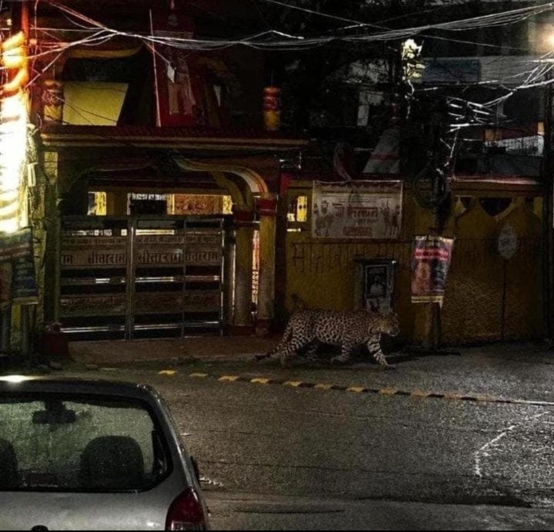 Leopard starts knocking on the closed doors of houses; panic grips residents.