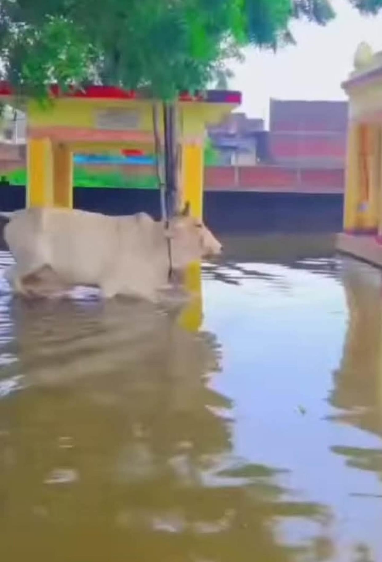 Waterlogging in three temples; no Janmashtami events to be held.