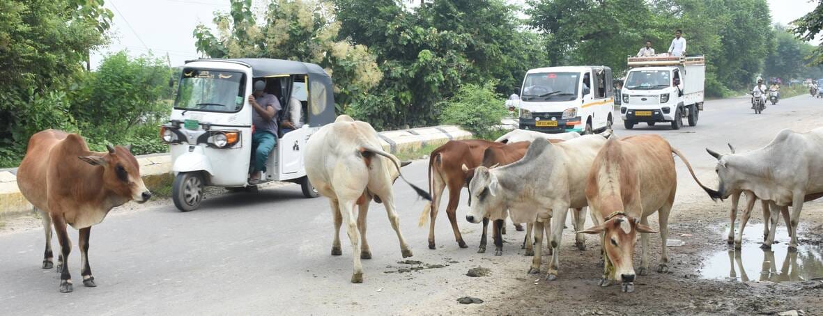 Cattle colony project stalled due to lack of a single, consolidated land site