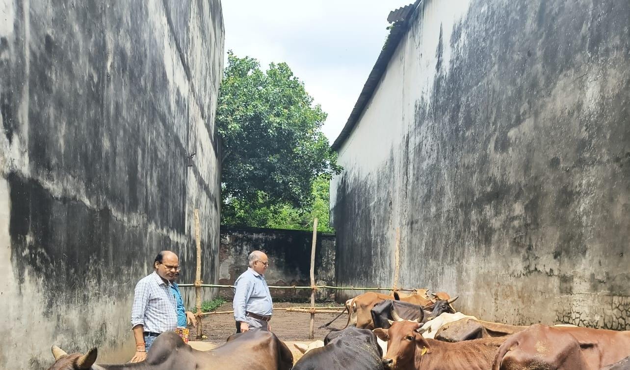 अस्थायी गोशाला का निरीक्षण करते पर अपर निदेशक पशुपालन डॉ. अरविंद त्रिपाठी। स्रोत- पाठक