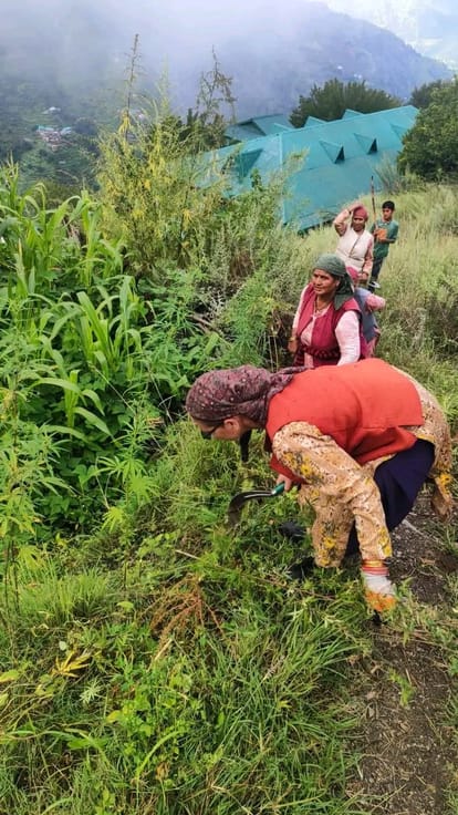 बाहली में भांग उन्मूलन अभियान में भाग लेती महिलाएं। संवाद