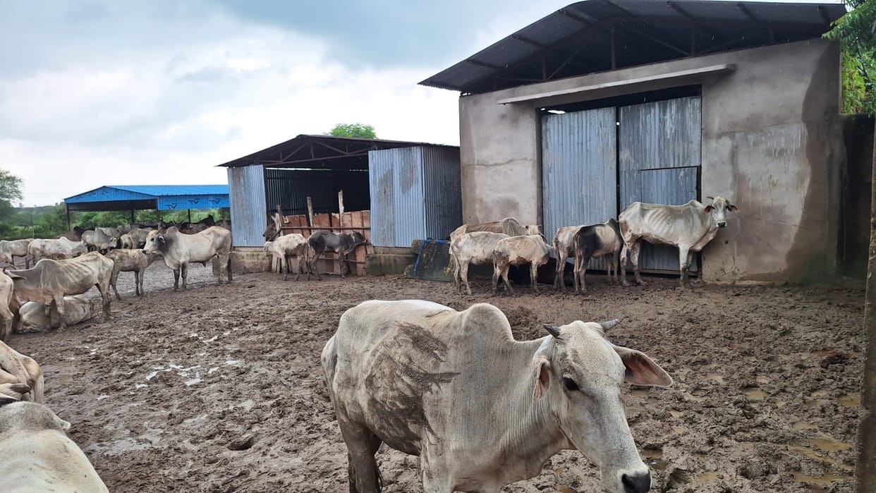 Cattle shelter filled with mud; cattle dying