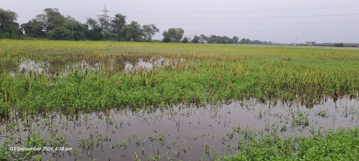 Sesame crop on 62,000 hectares at risk; hundreds of *bighas* submerged.