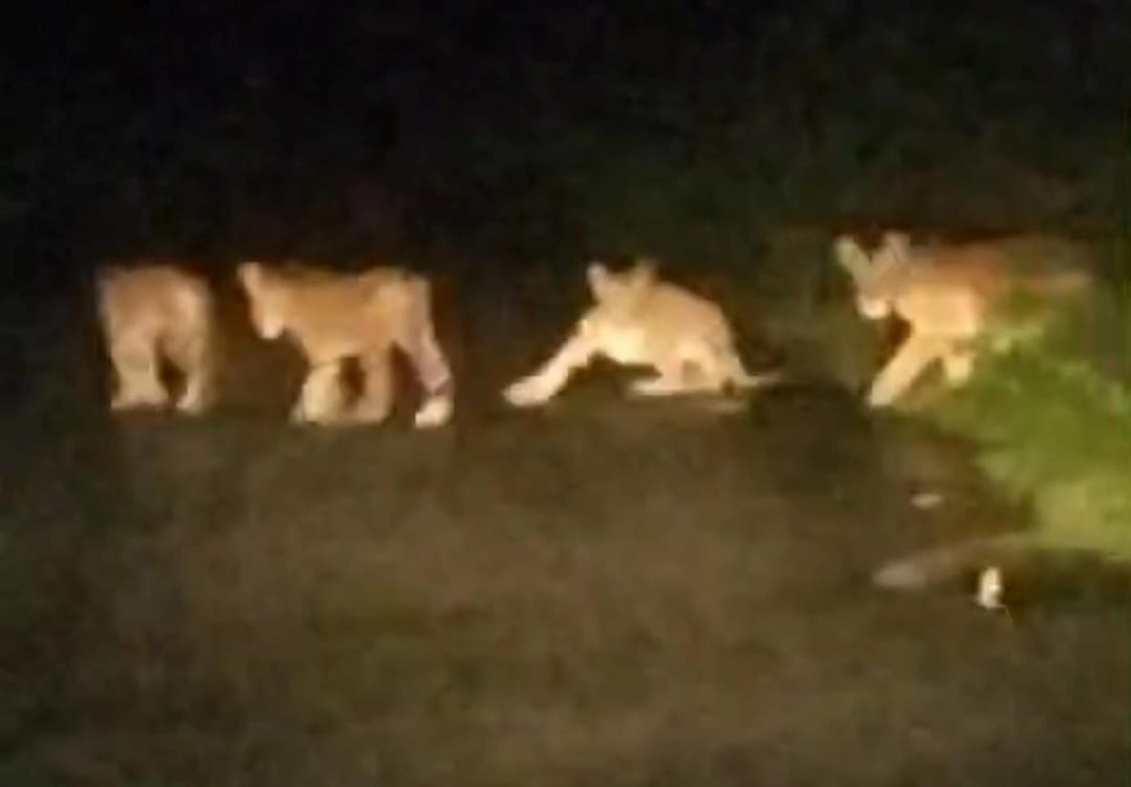 Tigress with three cubs reaches the road; traffic halted for five minutes.