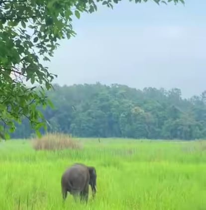 कतर्नियाघाट स्थित ग्रास लैंड में विचरण करता हाथी।