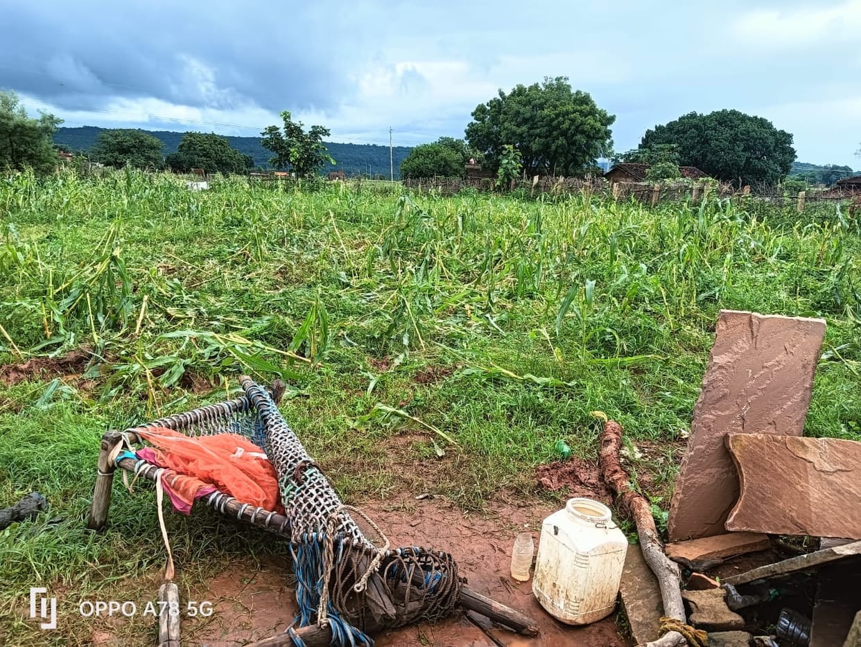 Elephants roamed the village all night, trampling the maize crop.