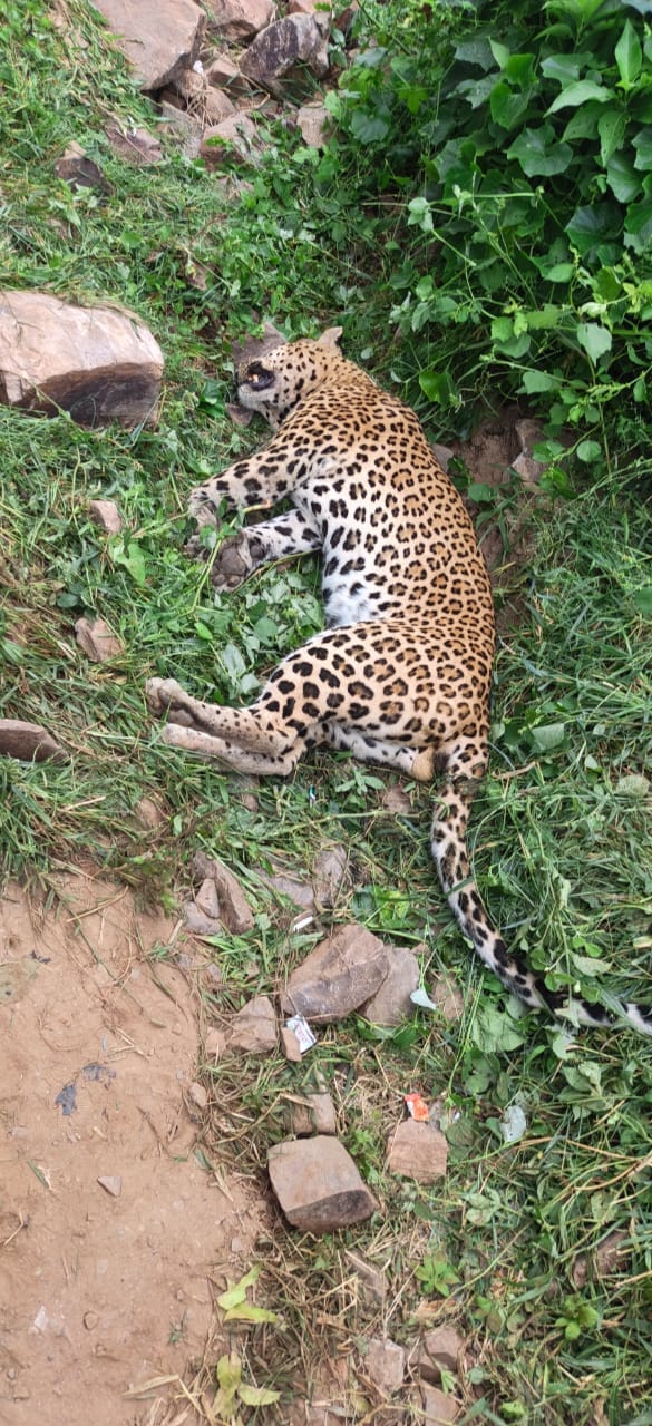 Leopard found dead in the foothills of the Aravallis.